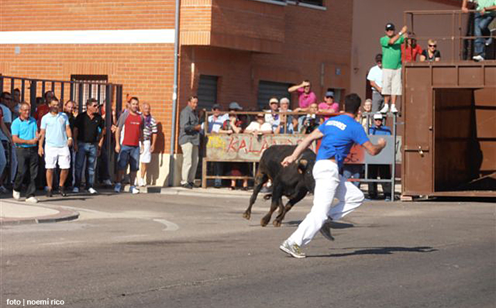 foto de los novillos