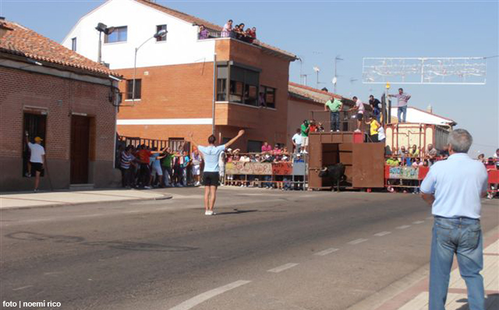 foto de los novillos