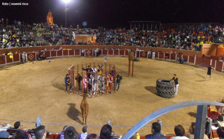 foto de los novillos