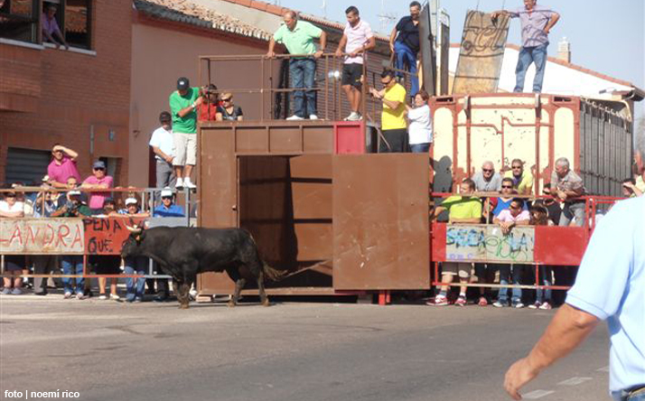 foto de los novillos