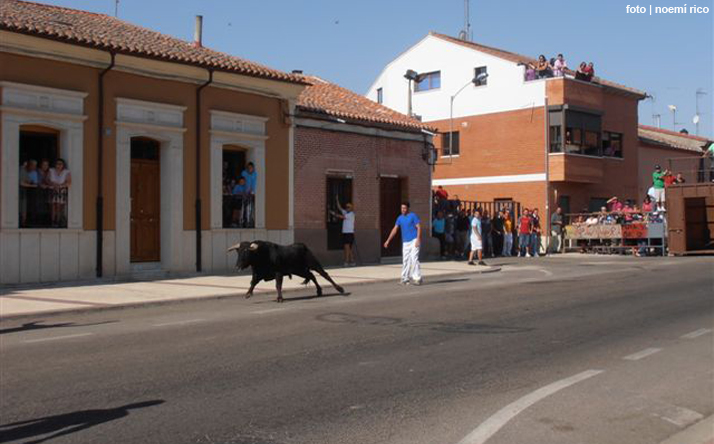 foto de los novillos