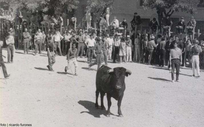 foto de los novillos