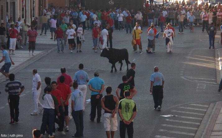 foto de los novillos
