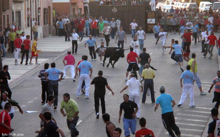 foto de los novillos