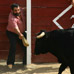 foto de los novillos