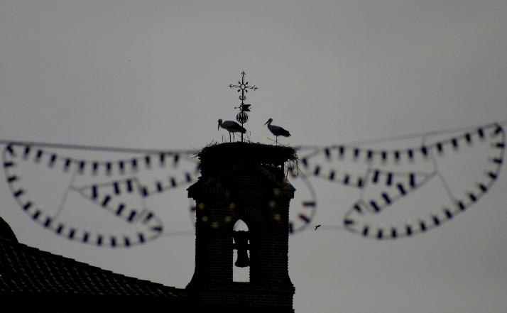 foto de los novillos