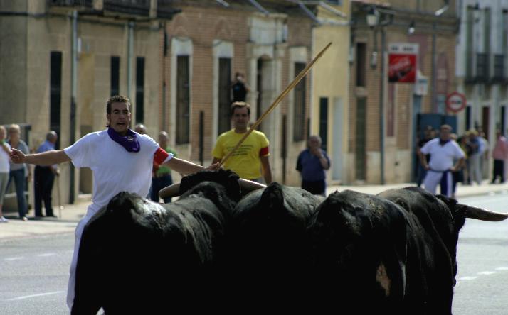 foto de los novillos