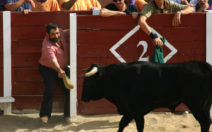foto de los novillos