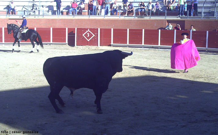 foto de los novillos
