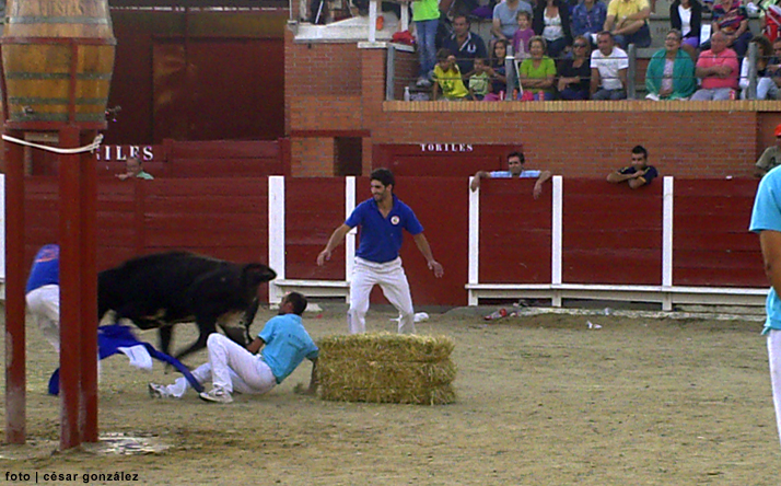 foto de los novillos