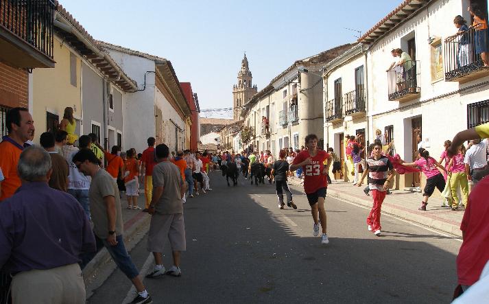 foto de los novillos