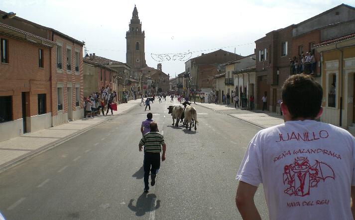 foto de los novillos