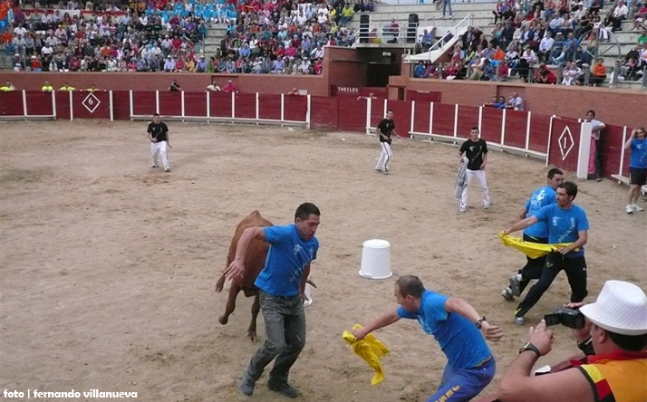 foto de los novillos