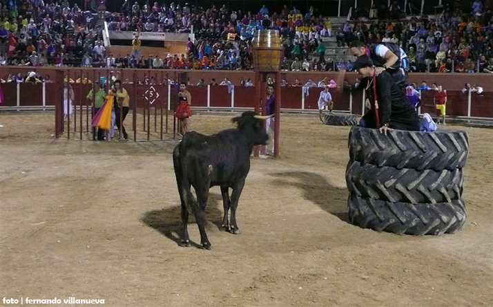 foto de los novillos