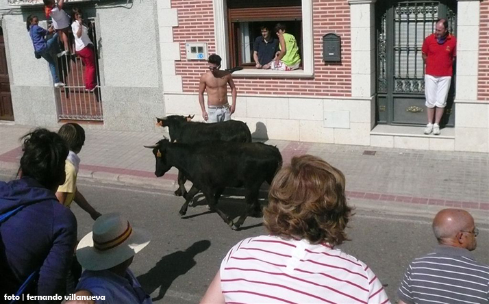 foto de los novillos