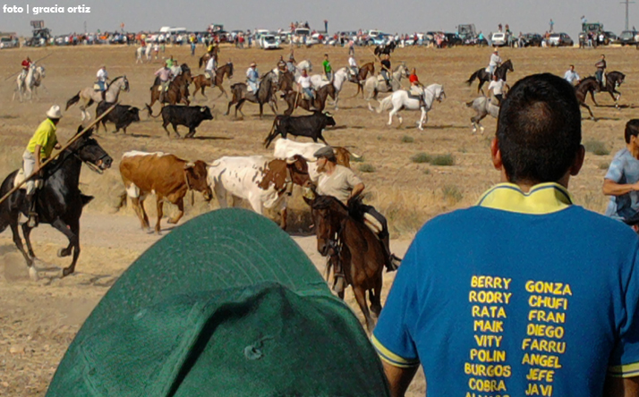 foto de los novillos