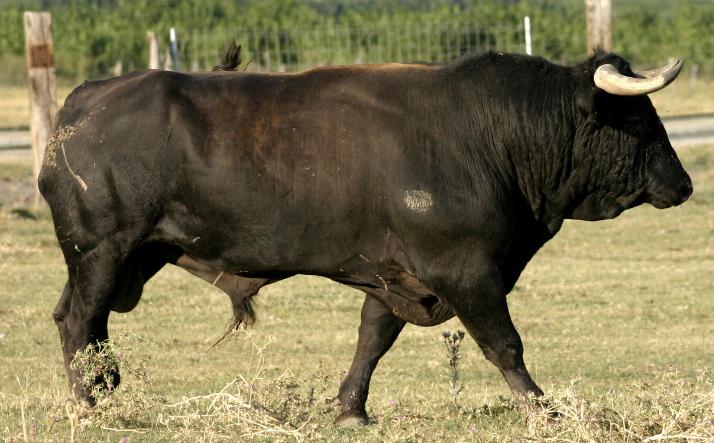 foto de Toro de la Nava