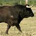 foto de Toro de la Nava