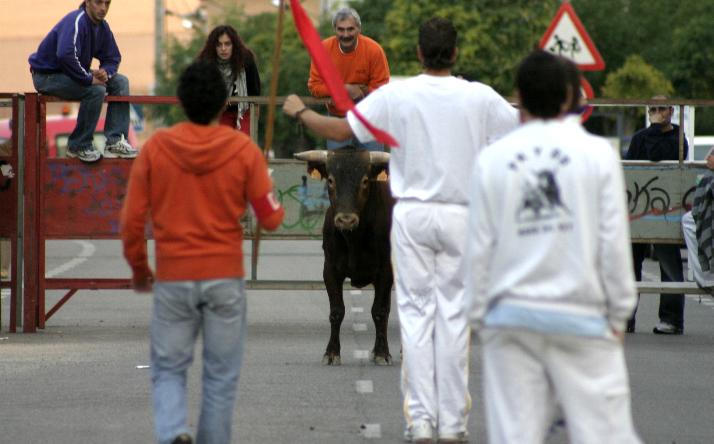foto de los novillos