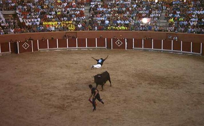 foto de los novillos