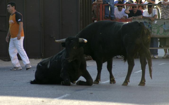 foto de los novillos