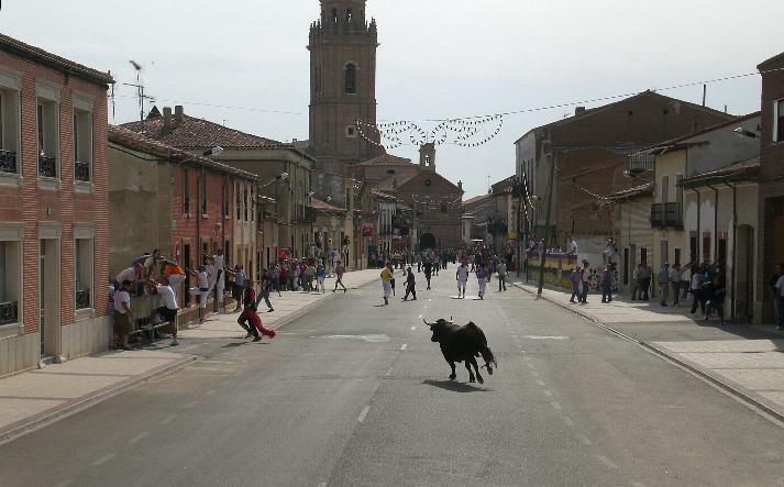 foto de los novillos