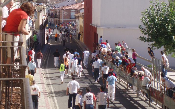 foto de los novillos