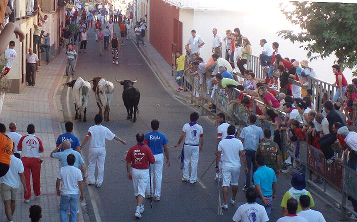 foto de los novillos
