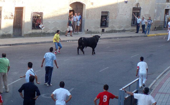 foto de los novillos