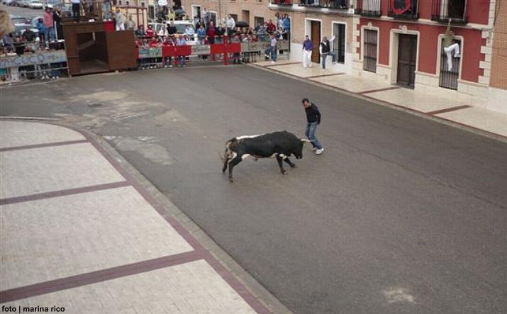 foto de los novillos