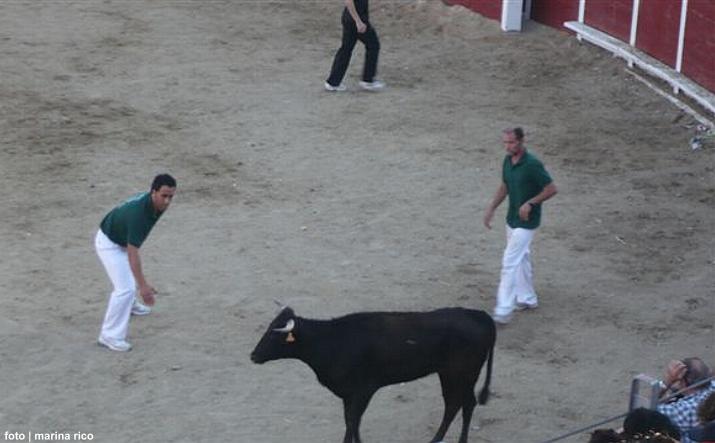 foto de los novillos