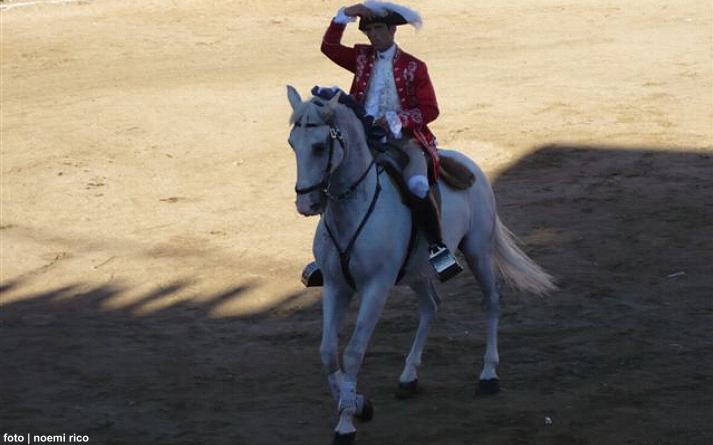 foto de los novillos