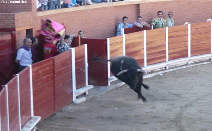 foto de los novillos