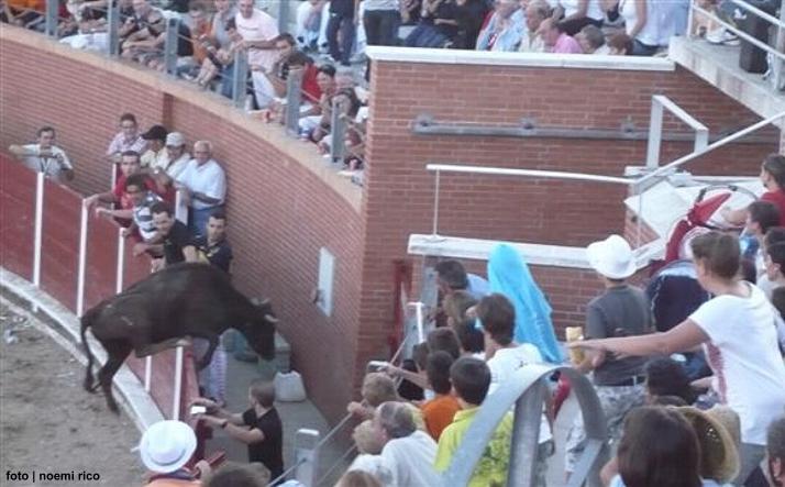 foto de los novillos