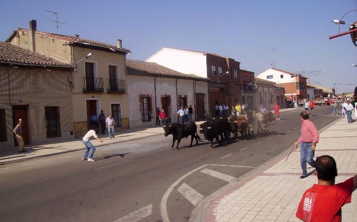 foto de los novillos