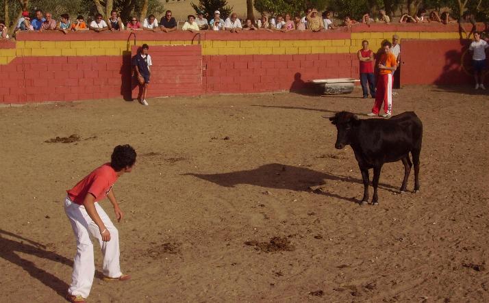 foto de los novillos