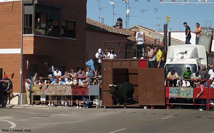 foto de los novillos