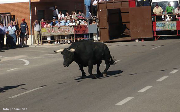 foto de los novillos