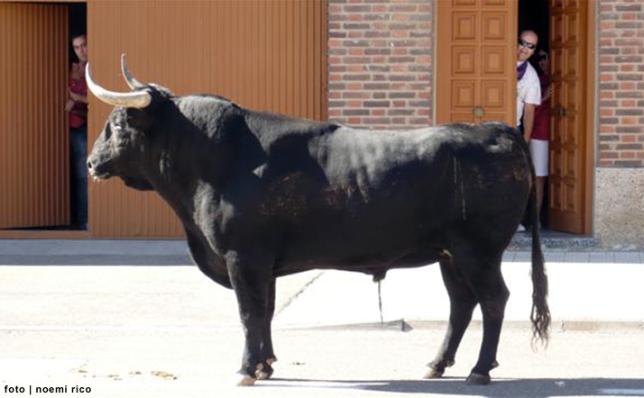 foto de los novillos