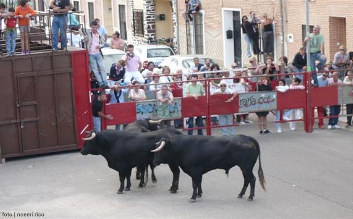 foto de los novillos