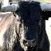 foto de Toro de la Nava