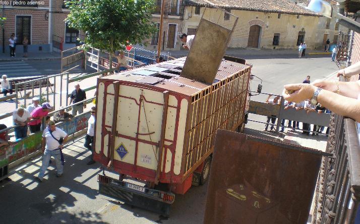 foto de los novillos