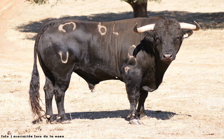 foto de Asoc. El Toro de Nava