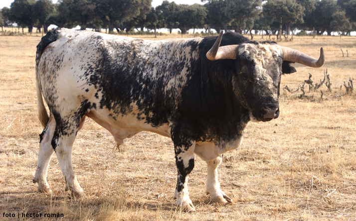 foto de Asoc. El Toro de Nava