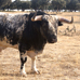 foto de Asoc. El Toro de Nava