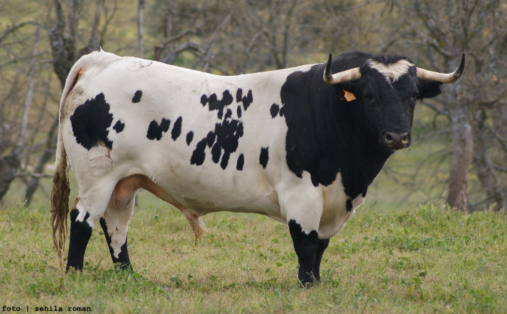 foto de Toro de la Nava